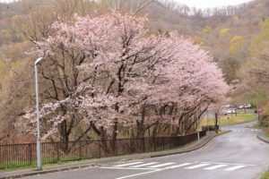 桜2021年5月1日8