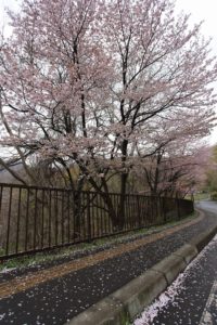 桜2021年5月1日11