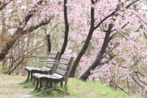 桜2021年5月3日11