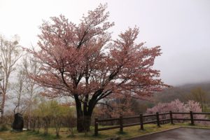 桜2021年5月3日4