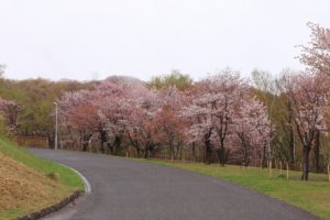 桜2021年5月3日8