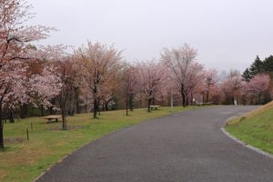 桜2021年5月3日9