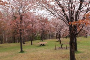 桜2021年5月3日10