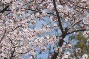 桜2021年5月4日10