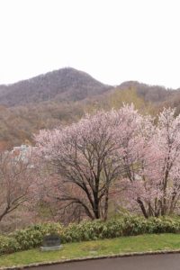 桜2021年5月4日4