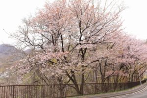 桜2021年5月4日5