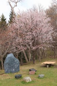 桜2021年5月4日7