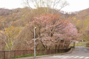 桜2021年5月5日8