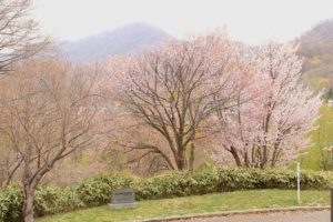桜2021年5月5日5