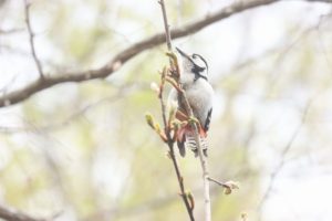 アカゲラ雌2021年5月7日