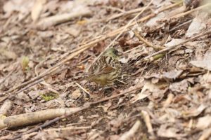 アオジ雄2021年5月7日