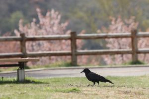 ハシボソガラス2021年5月7日