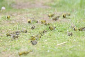 マヒワ2021年5月7日