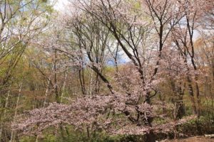桜2021年5月7日5月6日2