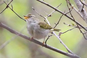 センダイムシクイ2021年5月7日