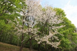 桜2021年5月13日4