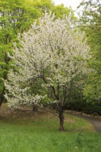 さくらんぼの木2021年5月13日