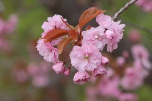 八重桜2021年5月13日1