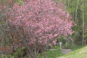 八重桜2021年5月13日3