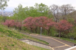 八重桜2021年5月13日2