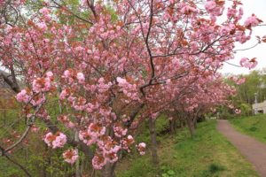 八重桜2021年5月13日4