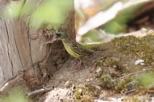 アオジ雄2021年5月14日