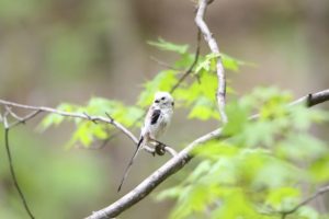 シマエナガ2021年5月14日