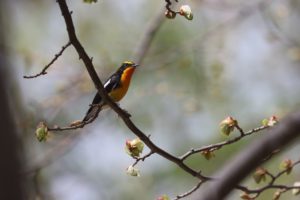 キビタキ雄2021年5月14日