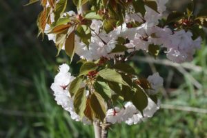 八重桜2021年5月14日松前