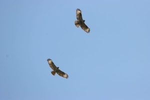 ノスリ2021年5月14日