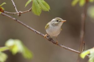 センダイムシクイ2021年5月14日