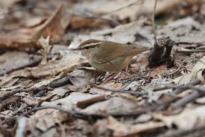 ヤブサメ2021年5月14日