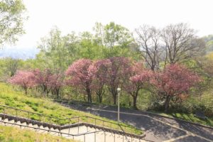 八重桜2021年5月14日2