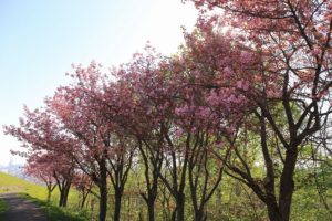 八重桜2021年5月14日3