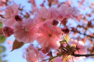 八重桜2021年5月14日1