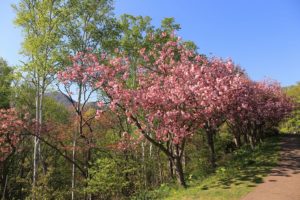 八重桜2021年5月14日4