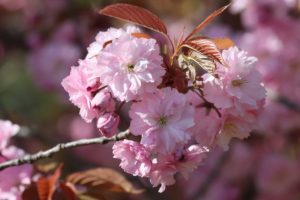 八重桜2021年5月14日6
