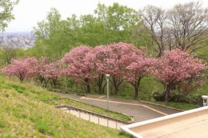 八重桜2021年5月15日2