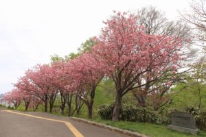 八重桜2021年5月15日3