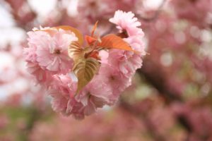 八重桜2021年5月15日5