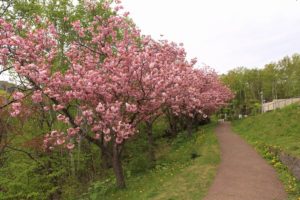八重桜2021年5月15日4