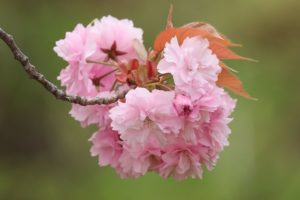 八重桜2021年5月15日1