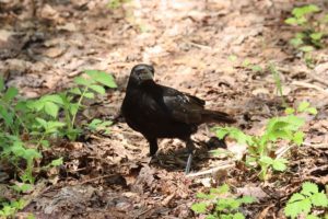 ハシボソガラス2021年5月21日