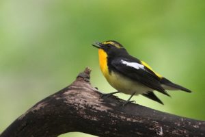 キビタキ雄2021年5月21日