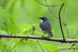 コルリ雄2021年5月21日