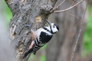 オオアカゲラ2021年5月21日