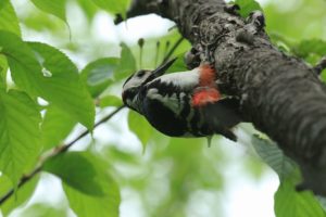 アカゲラ雄2021年5月28日