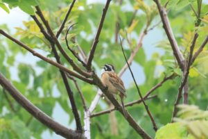 ホオジロ雄2021年5月28日