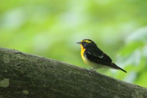 キビタキ雄2021年5月28日