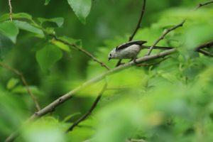 シマエナガ2021年5月28日